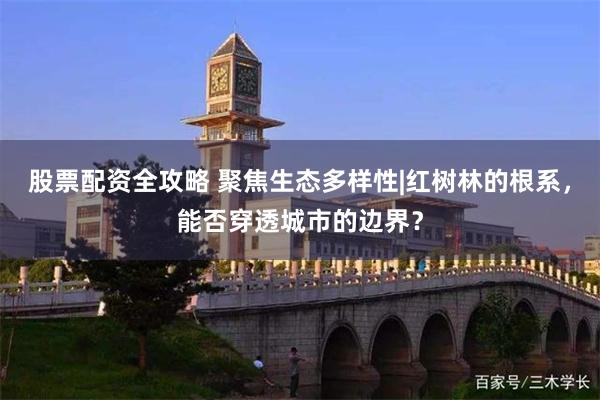 股票配资全攻略 聚焦生态多样性|红树林的根系，能否穿透城市的边界？